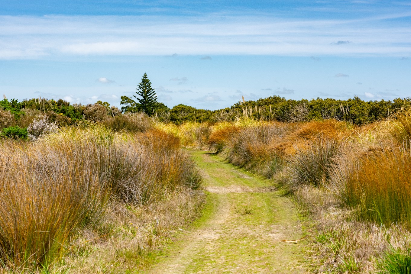 Kaipara beachline.