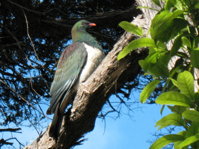 5 MORE amazing places to see native New Zealand birds
