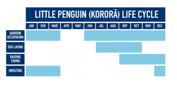 Volunteers give penguins a helping hand (1)
