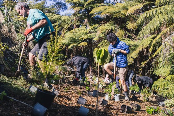 Stream Planting Fruitvale Stream community planting - OurAuckland