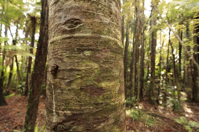 kauri dieback