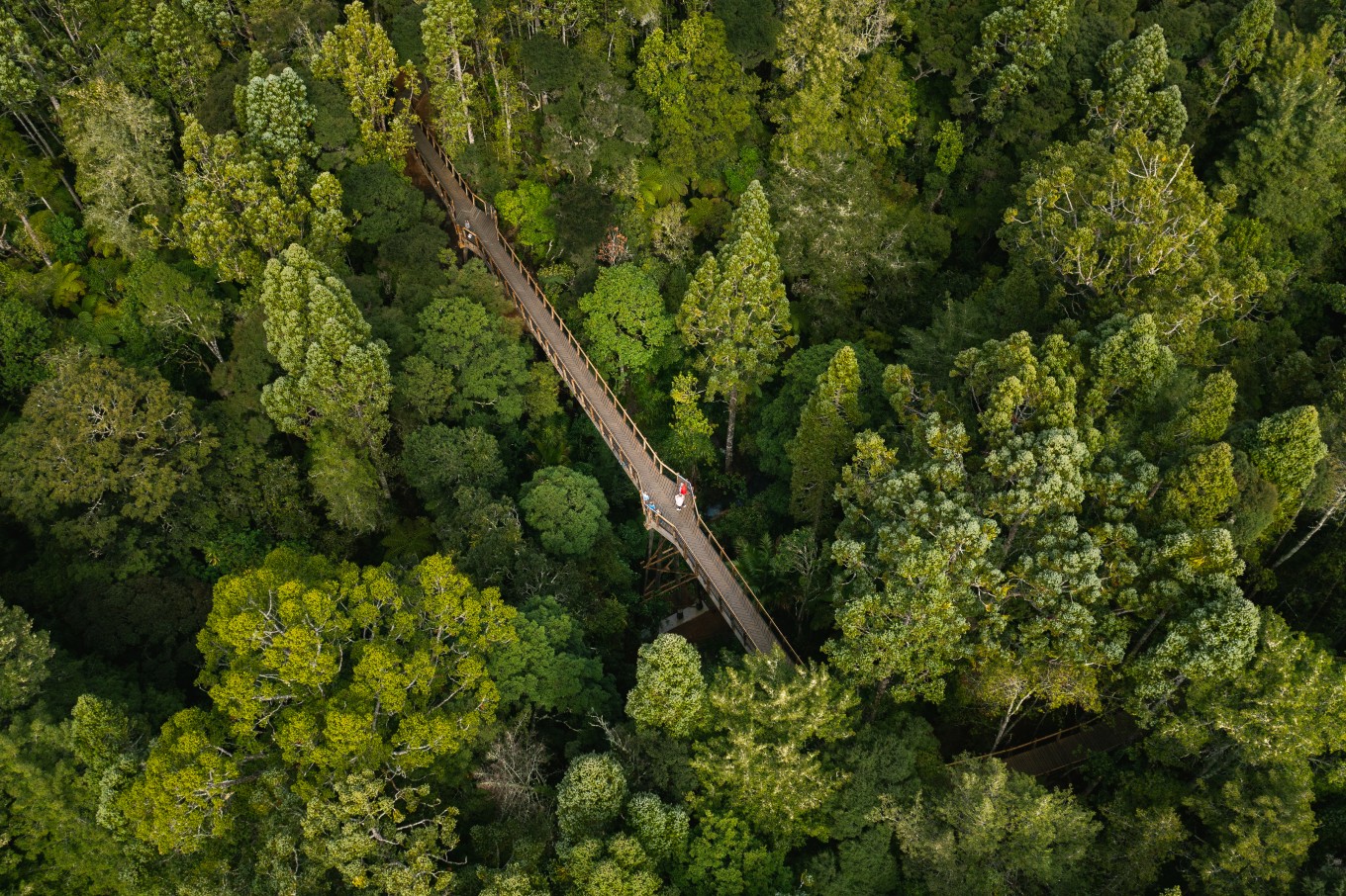 An aerial photo of the bridge in the Kauri Glen area. 