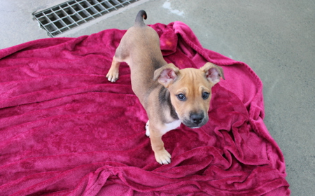 Spiderman tile image