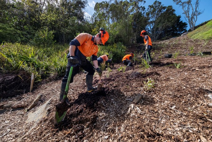 Workers planting native plants