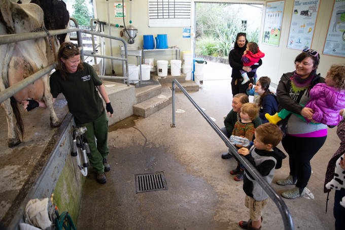 See cow milking up close at Ambury Farm Day (2)