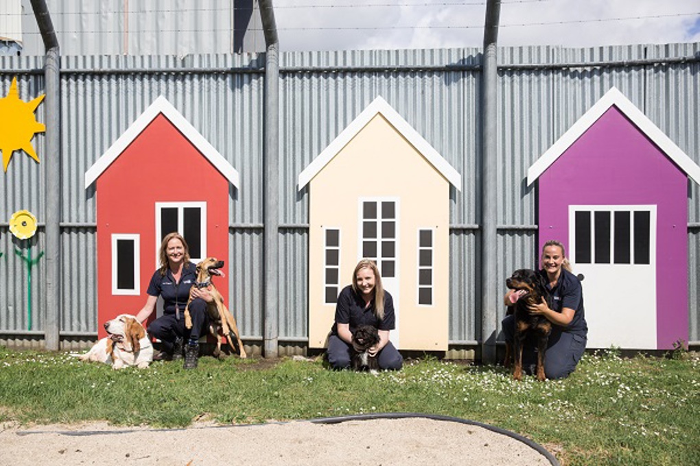 Successful year for Auckland Council Animal Management team