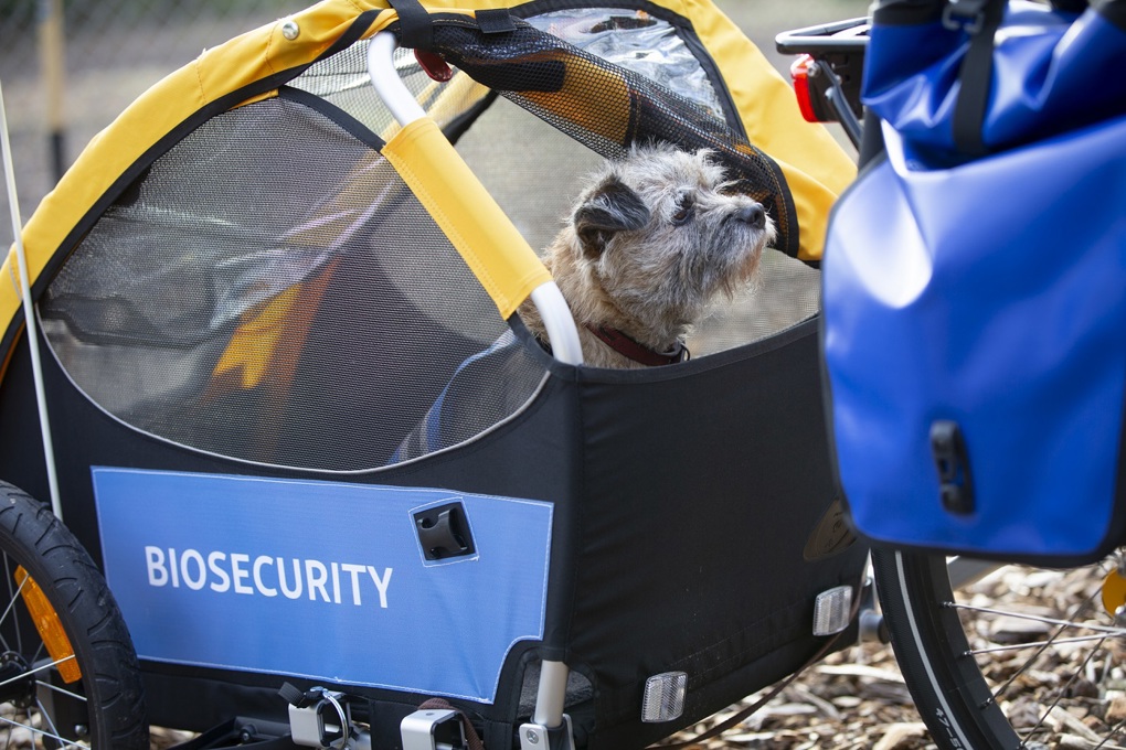Canine champions take chauffeured commute (1)