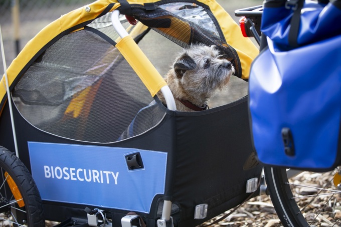 Canine champions take chauffeured commute (1)