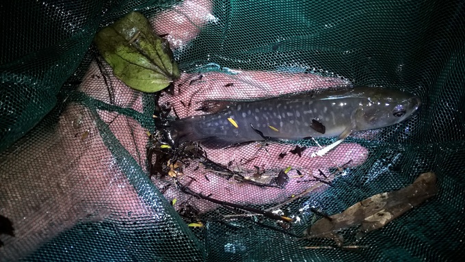 A magical month for freshwater 3