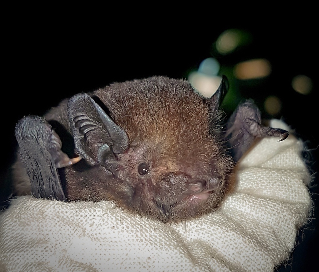 Bat report