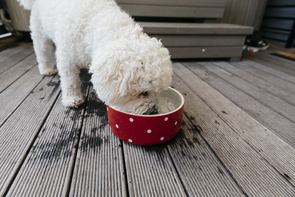Heatwave dog