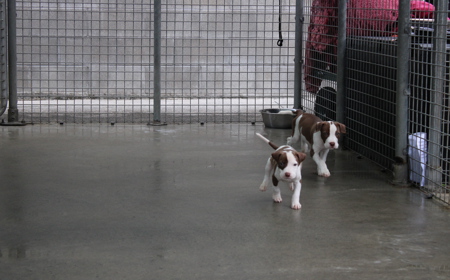 Salsa (ON HOLD) tile image