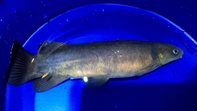 A magical month for freshwater