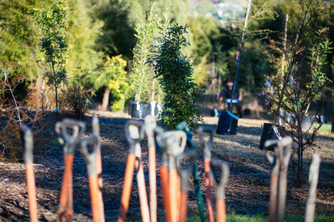 Manurewa plans for a leafy future