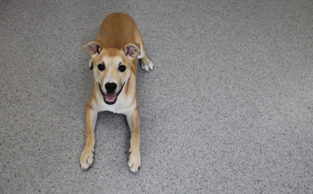 Thai (ADOPTED) tile image