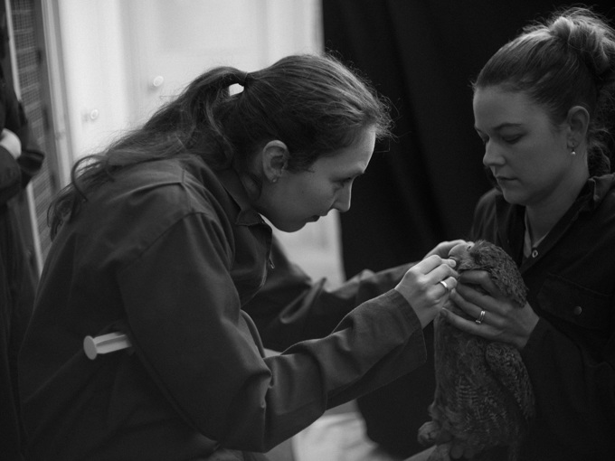 Critical work by passionate zoo staff helping to keep kakapo alive (1)