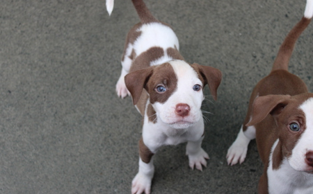 Salsa (ON HOLD) tile image