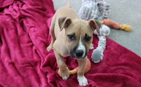 Wonder Woman tile image