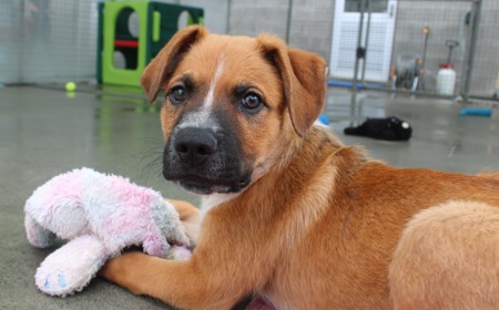 Psyduck (ADOPTED) tile image