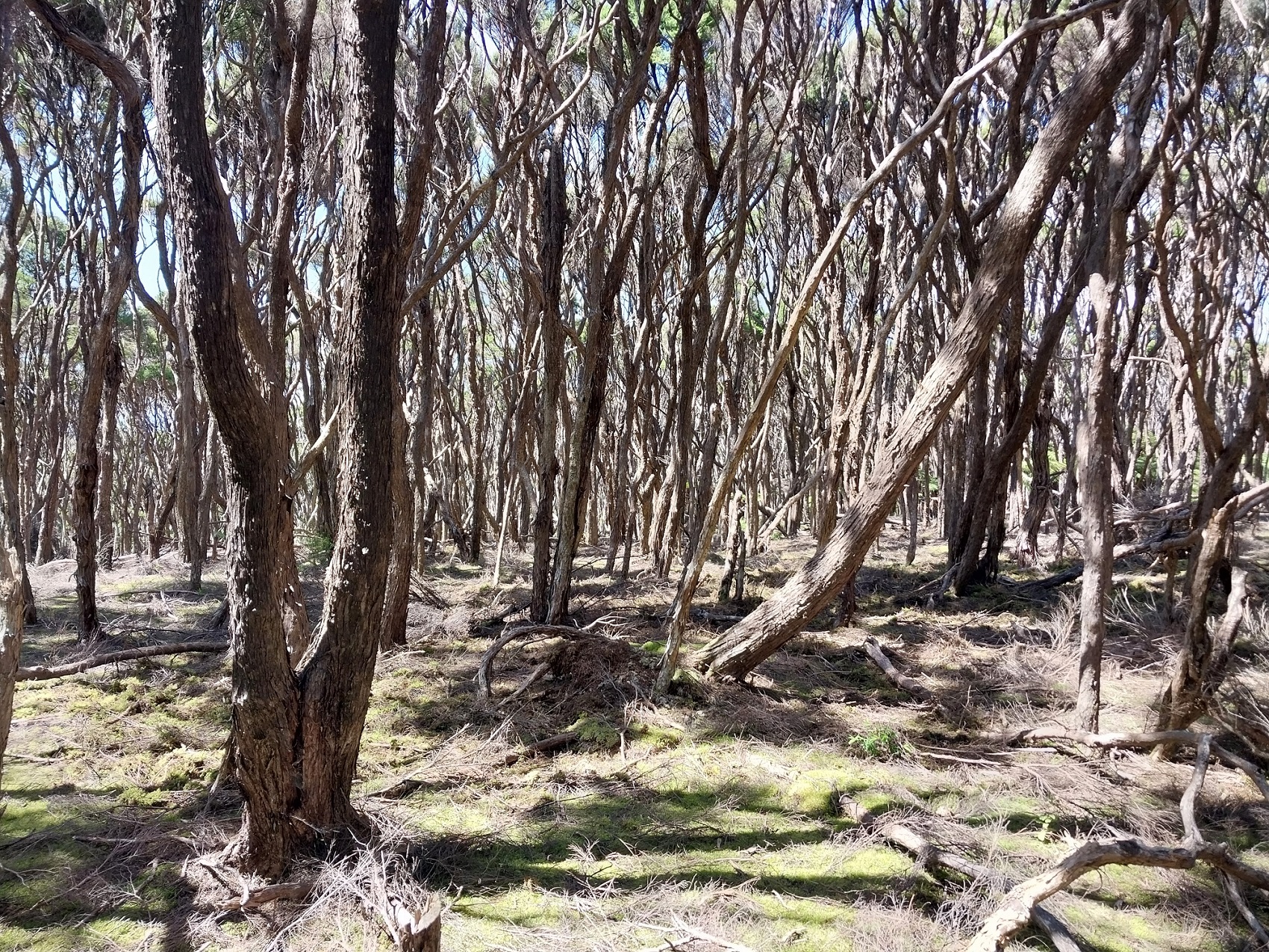 Native forest on Kawau Island stripped of vegetation. 