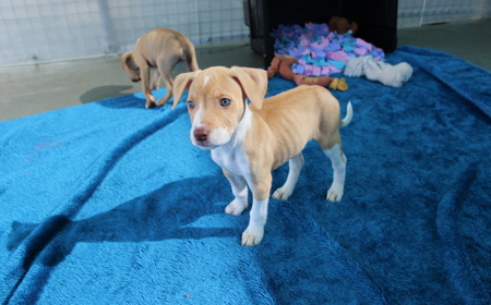 Boogie (ON HOLD) tile image