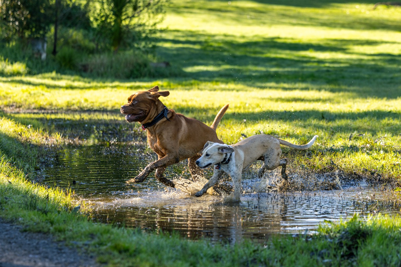Dogs running through a puddle during summertime. 