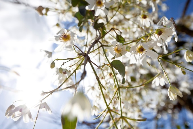 Call for entries to 2019 Mayoral Conservation Awards