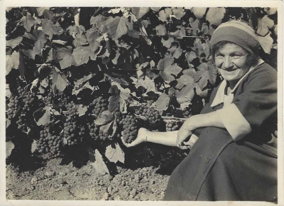 Najibie Corban working in the vineyard.