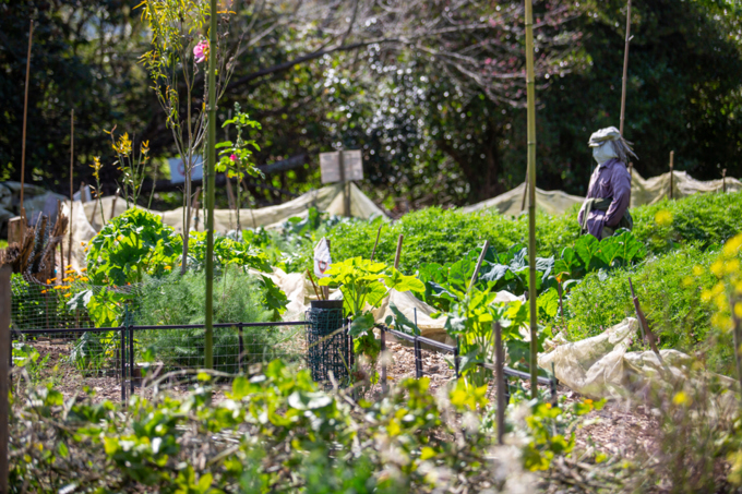 Albert Eden Sustainable Garden Trail 3