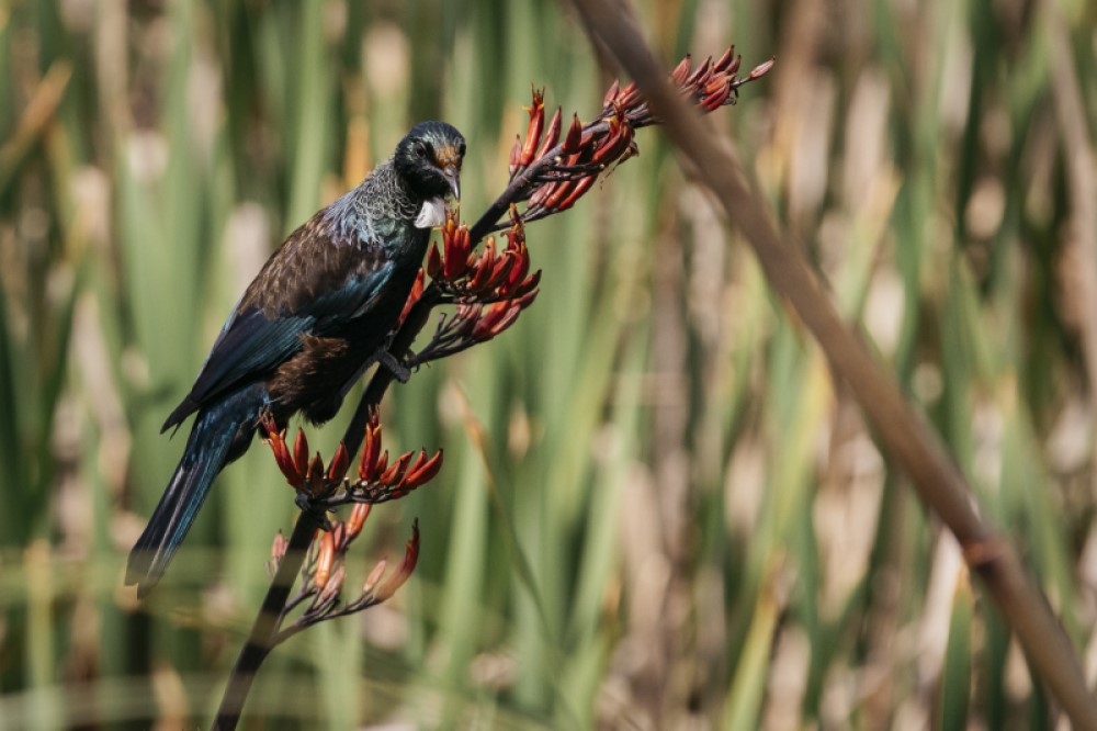 A tui sitting on a tree branch. 