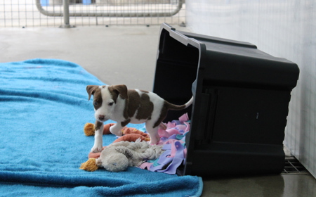 Salsa (ON HOLD) tile image