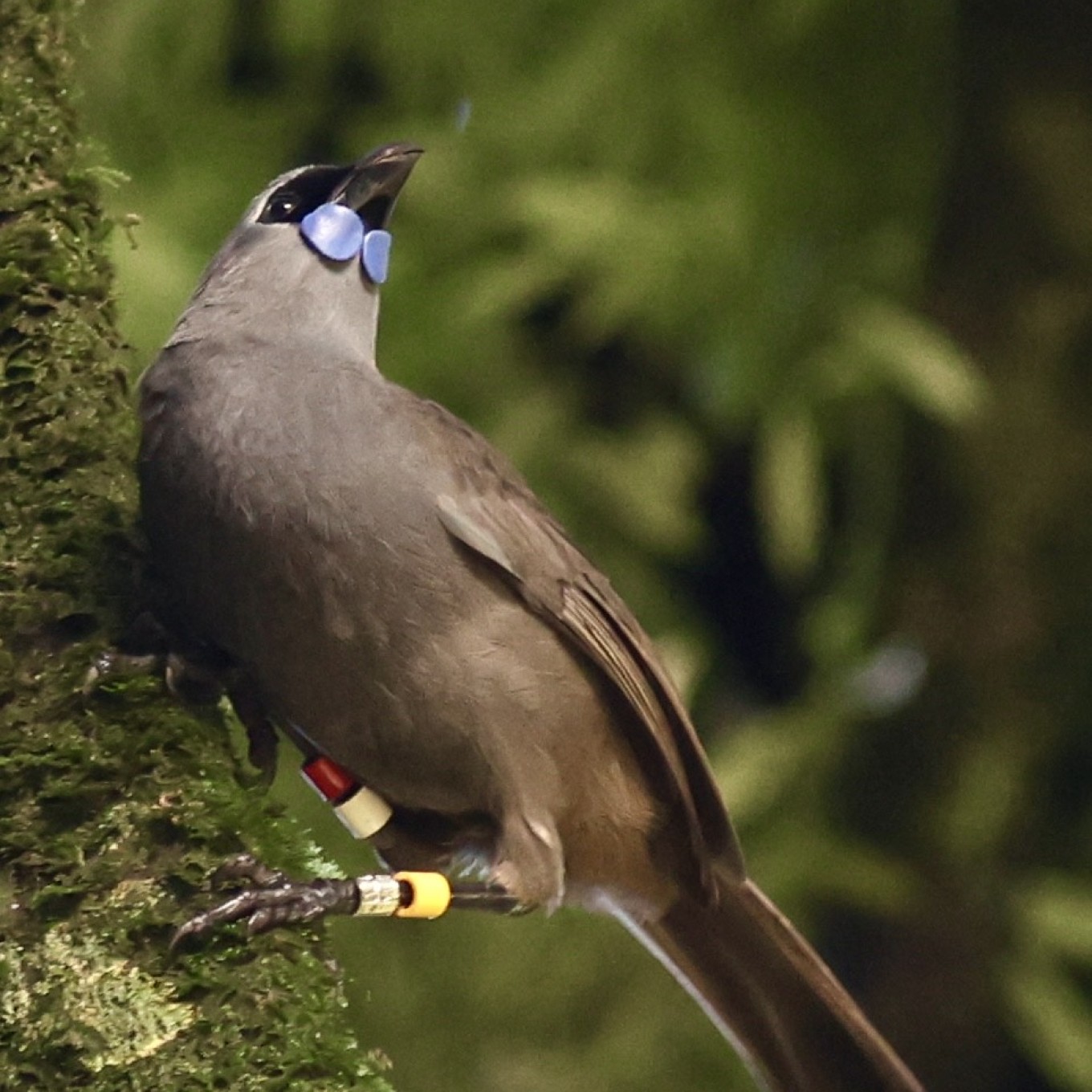 Female Kōkako.