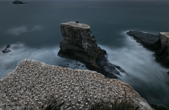 Appeal for witnesses following cruel slaughter of gannets at famous Muriwai bird colony