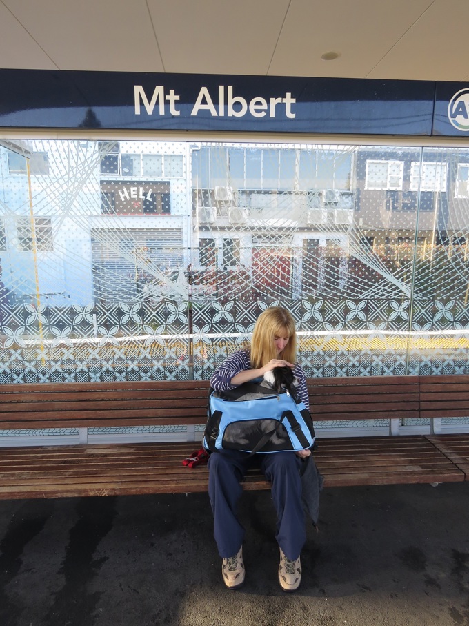 Paws on public transport - top trips with your pets (3)