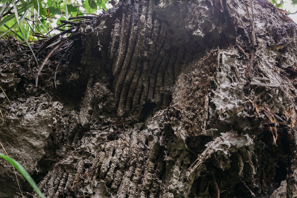 Wasp nest discovery a timely summer reminder
