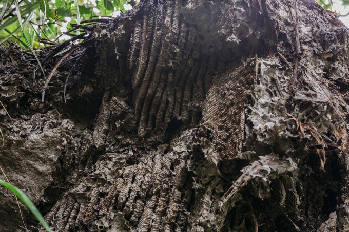 Wasp nest discovery a timely summer reminder