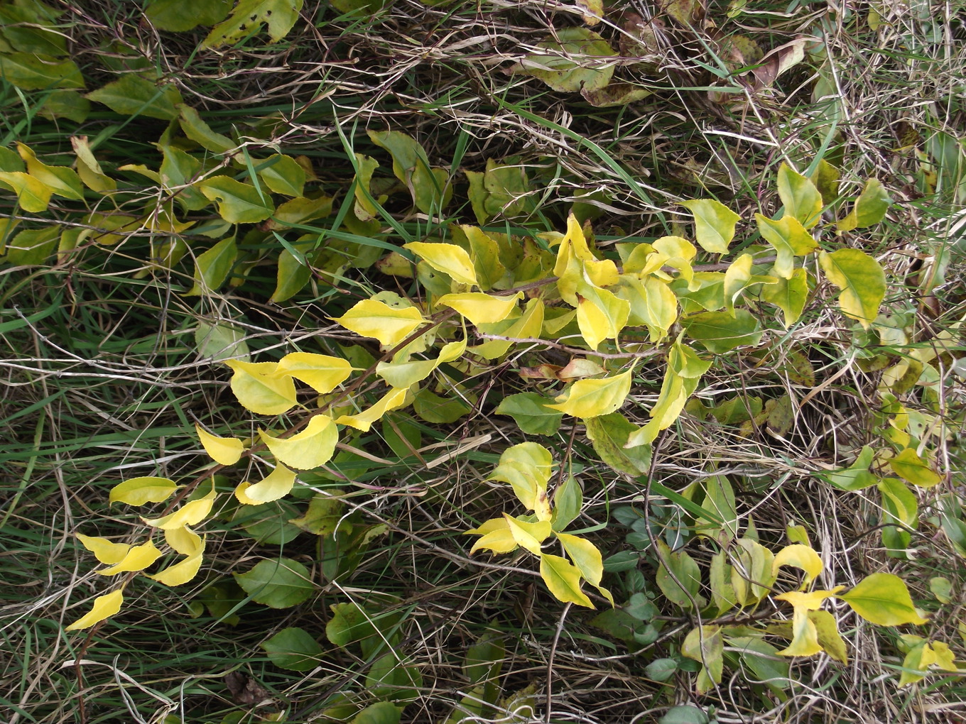Spindleberry (3)