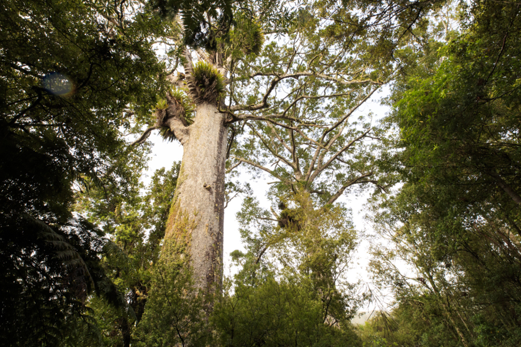 Phosphite treatment to begin in Waitakere Ranges