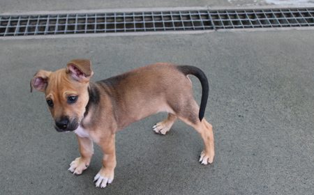 Spiderman tile image