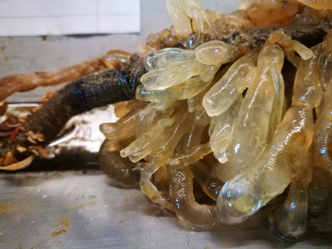 Marine invader found in Great Barrier Island waters (1)