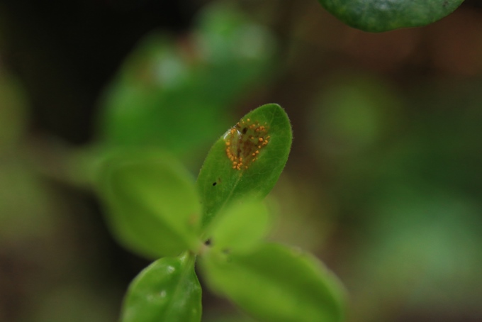 Myrtle Rust (1)