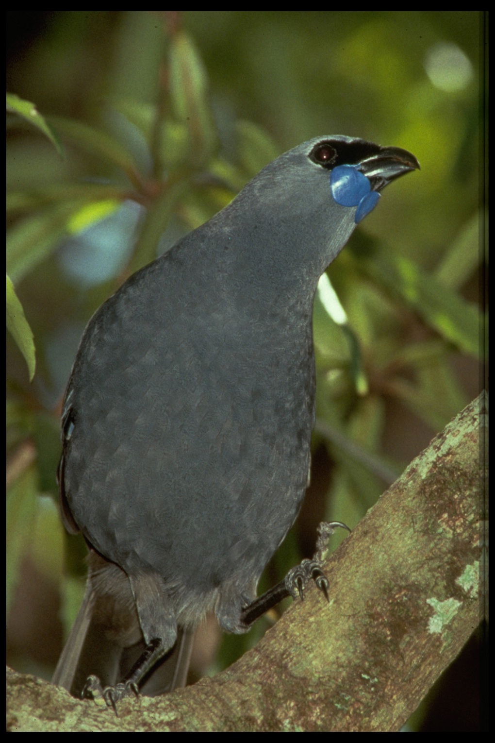 Kokako rescue