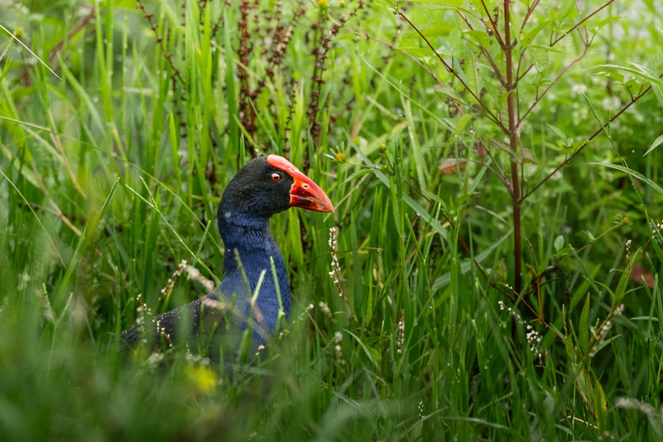 A pūkeko in the reeds surrounding the wetlands. 
