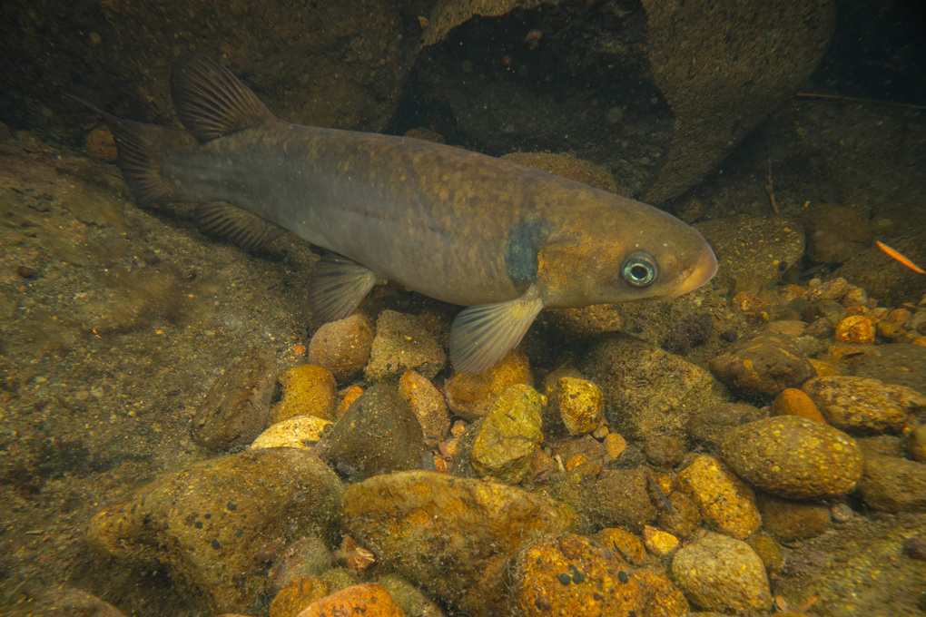 Shortjaw kōkopu 2