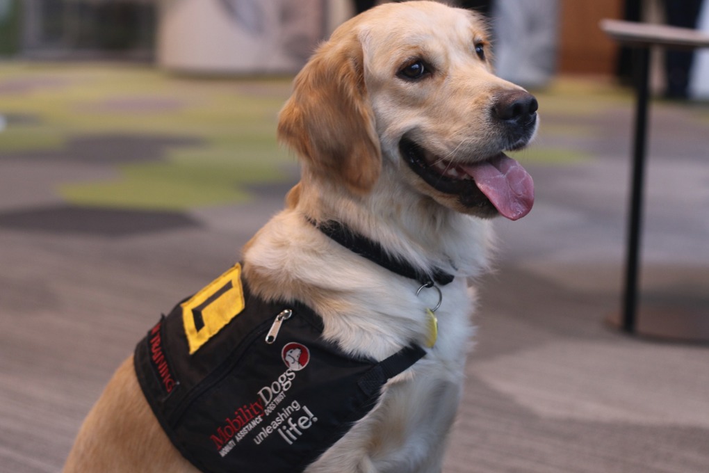Maggie the Mobility Dog in training 2.JPG