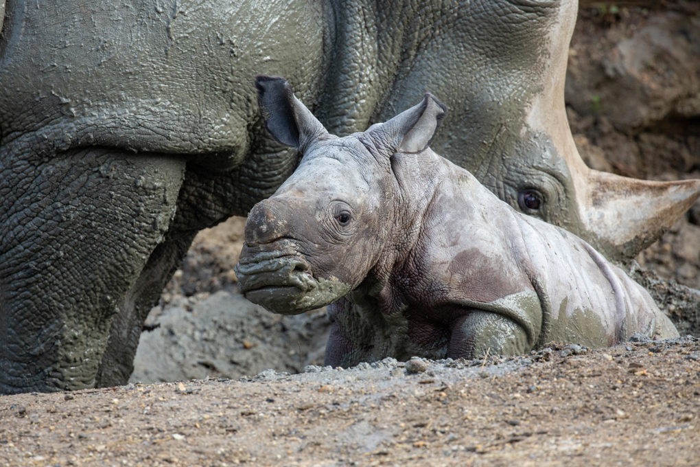 Listicle 7 rhino