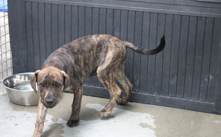 Wiltshire tile image