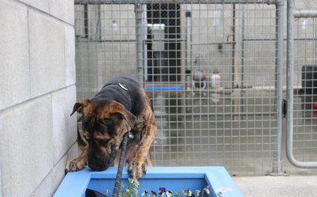 Piplup (ADOPTED) tile image