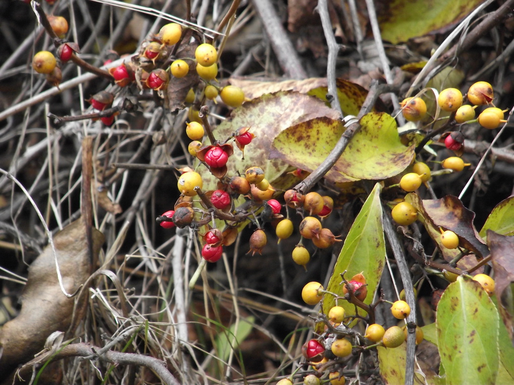 Spindleberry (2)
