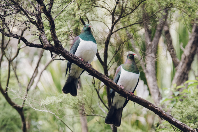 Student kaitiaki wanted to work in the best work environment in Tāmaki Makaurau 2